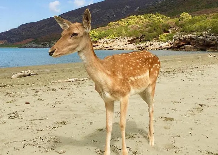 Homeliday Relax * Калдана